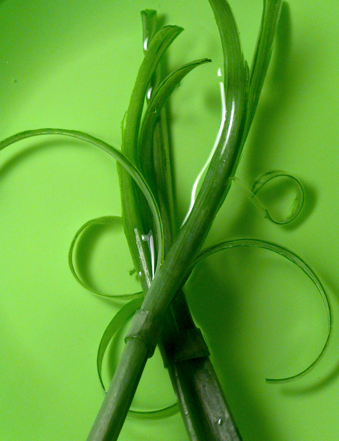 Fotografía por Xported para DesignCrowd (Community Contests) | Diseño #9084072