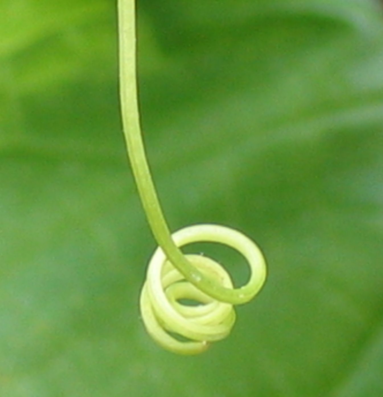 Photography by smekla for DesignCrowd (Community Contests) | Design #9084050