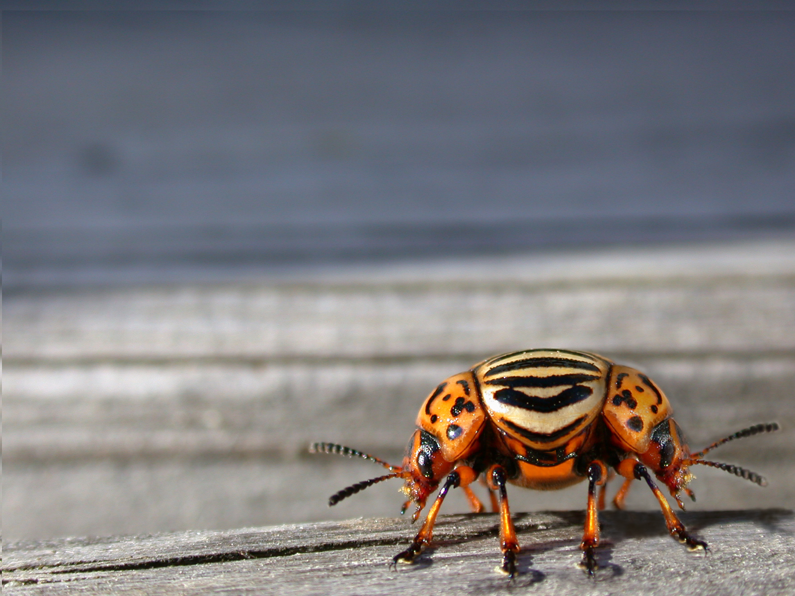 Diseño de Photoshop por Seno2005 para DesignCrowd (Community Contests) | Diseño #9068474