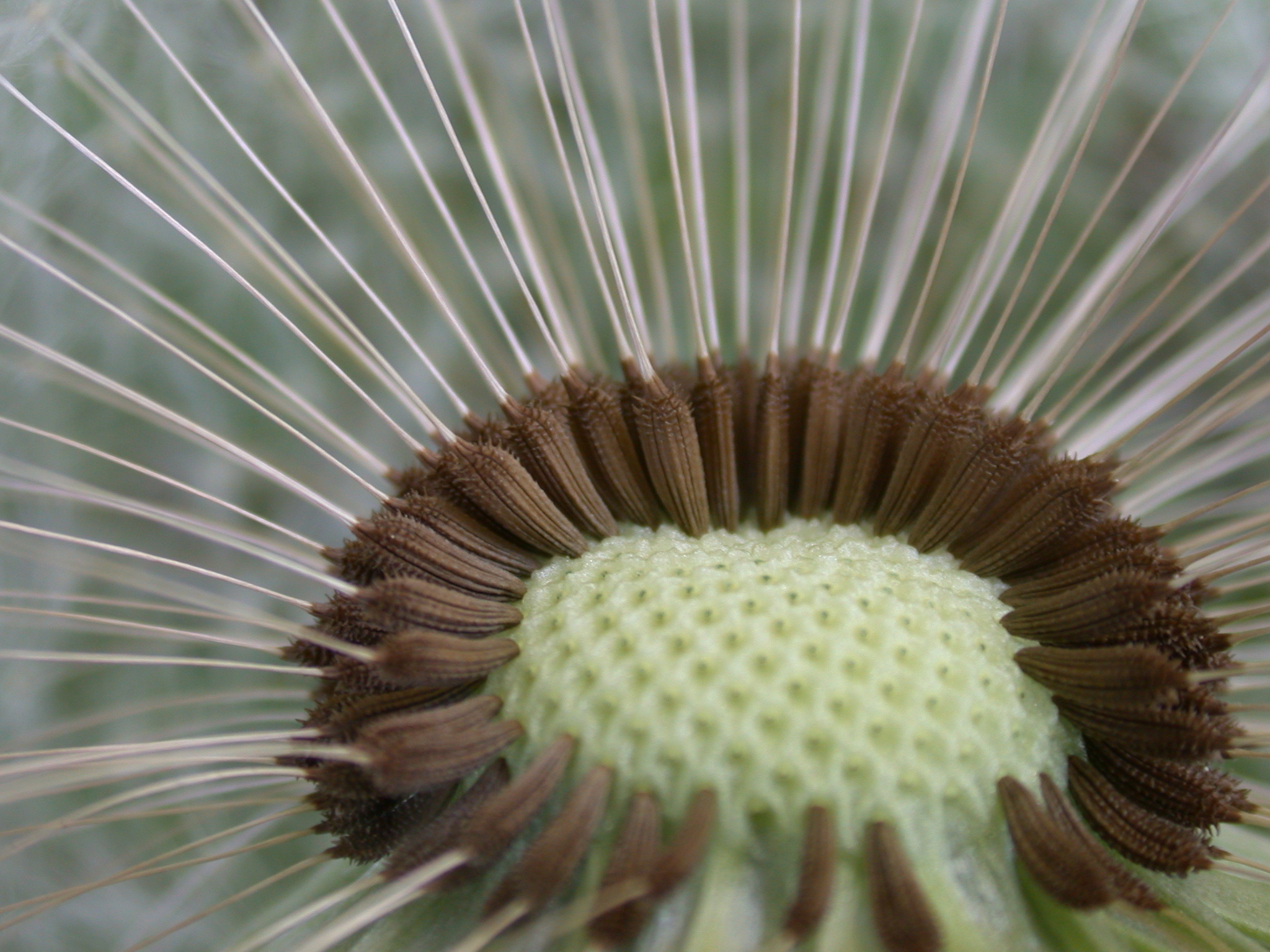 Fotografía por Seno2005 para DesignCrowd (Community Contests) | Diseño #9083728