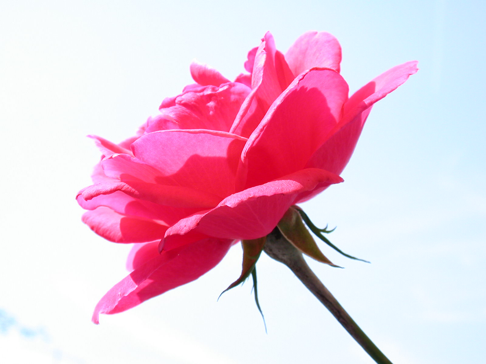 Photography by Seno2005 for DesignCrowd (Community Contests) | Design #9089305