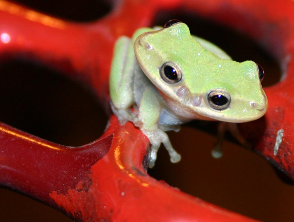 Photoshop Design by toadclipper for DesignCrowd (Community Contests) | Design #9068611