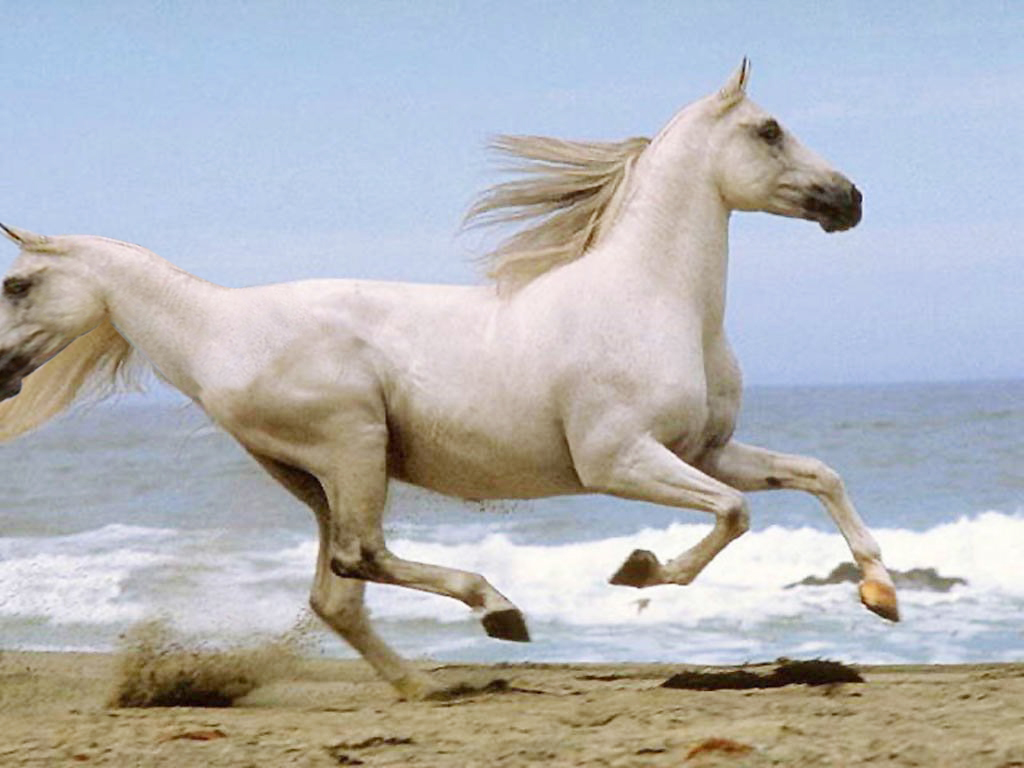 Photoshop Design by zuraldbay for DesignCrowd (Community Contests) | Design #9068586