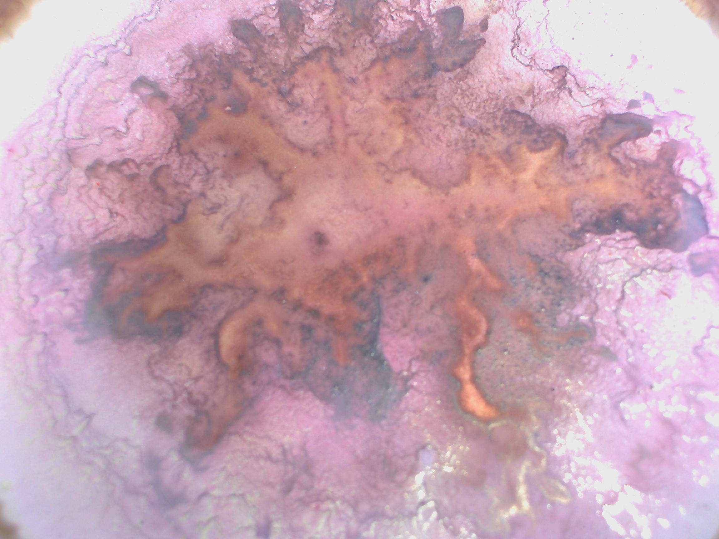 Photography by chaotically for DesignCrowd (Community Contests) | Design #9083700