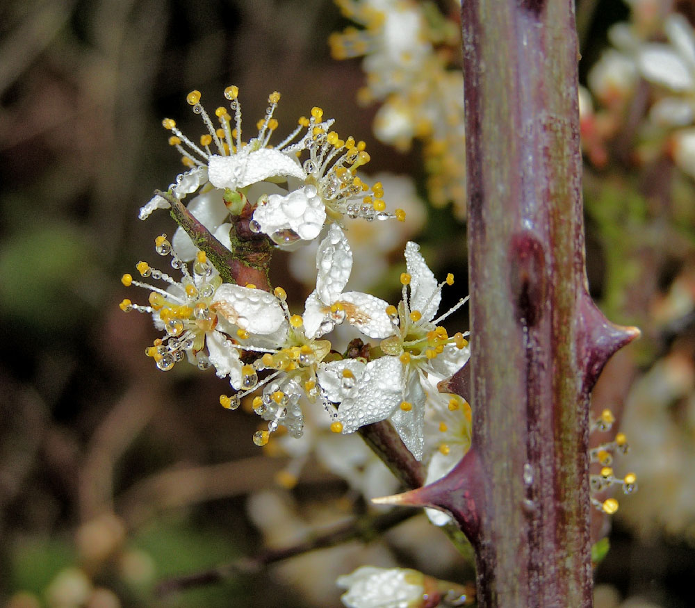 Fotografía por bobblainey para DesignCrowd (Community Contests) | Diseño #9083626