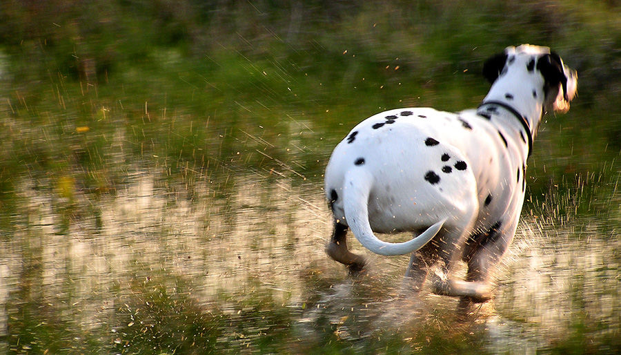 Photoshop Design by Aurorae for DesignCrowd (Community Contests) | Design #9080170