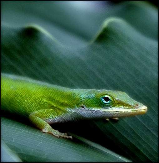 Fotografía por koalachimbo para DesignCrowd (Community Contests) | Diseño #9084036