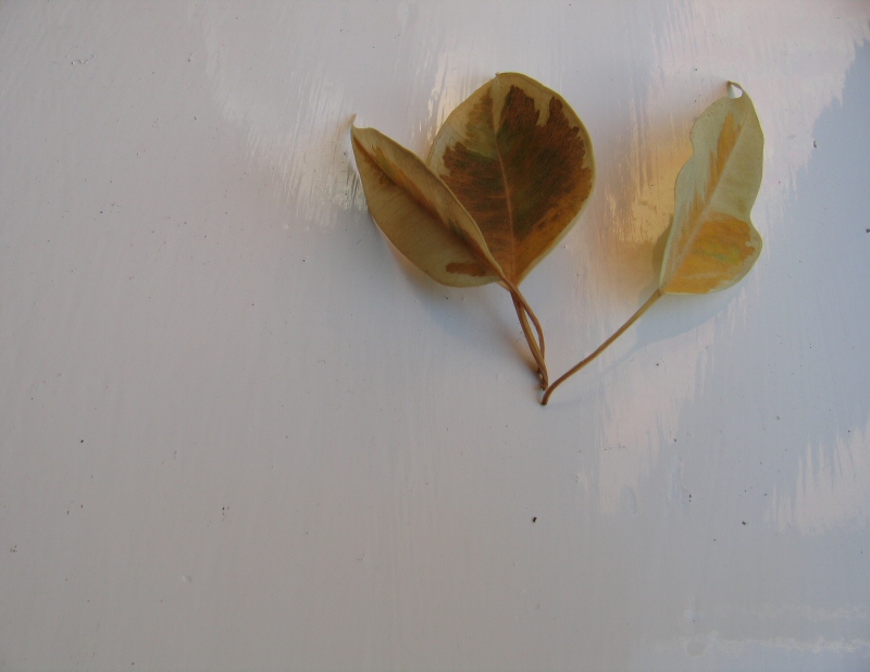 Photographie par iharding pour DesignCrowd (Community Contests) | Design #9089277