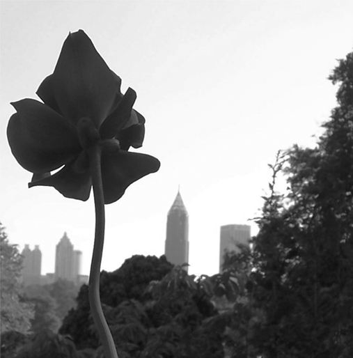 Photography by bamboy755 for DesignCrowd (Community Contests) | Design #9090107