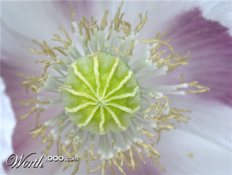 Photography by BBBastet