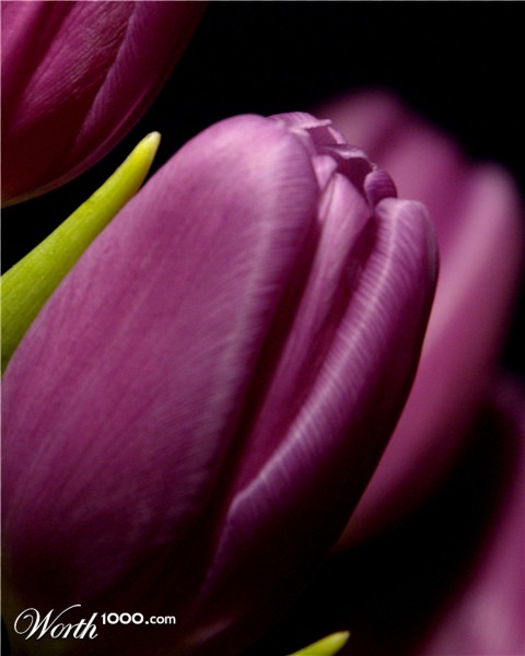 Photography by sophshar