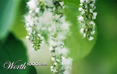 Photography by padoopie