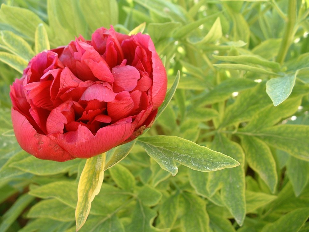 Photography by CarlesReig for DesignCrowd (Community Contests) | Design #9087661