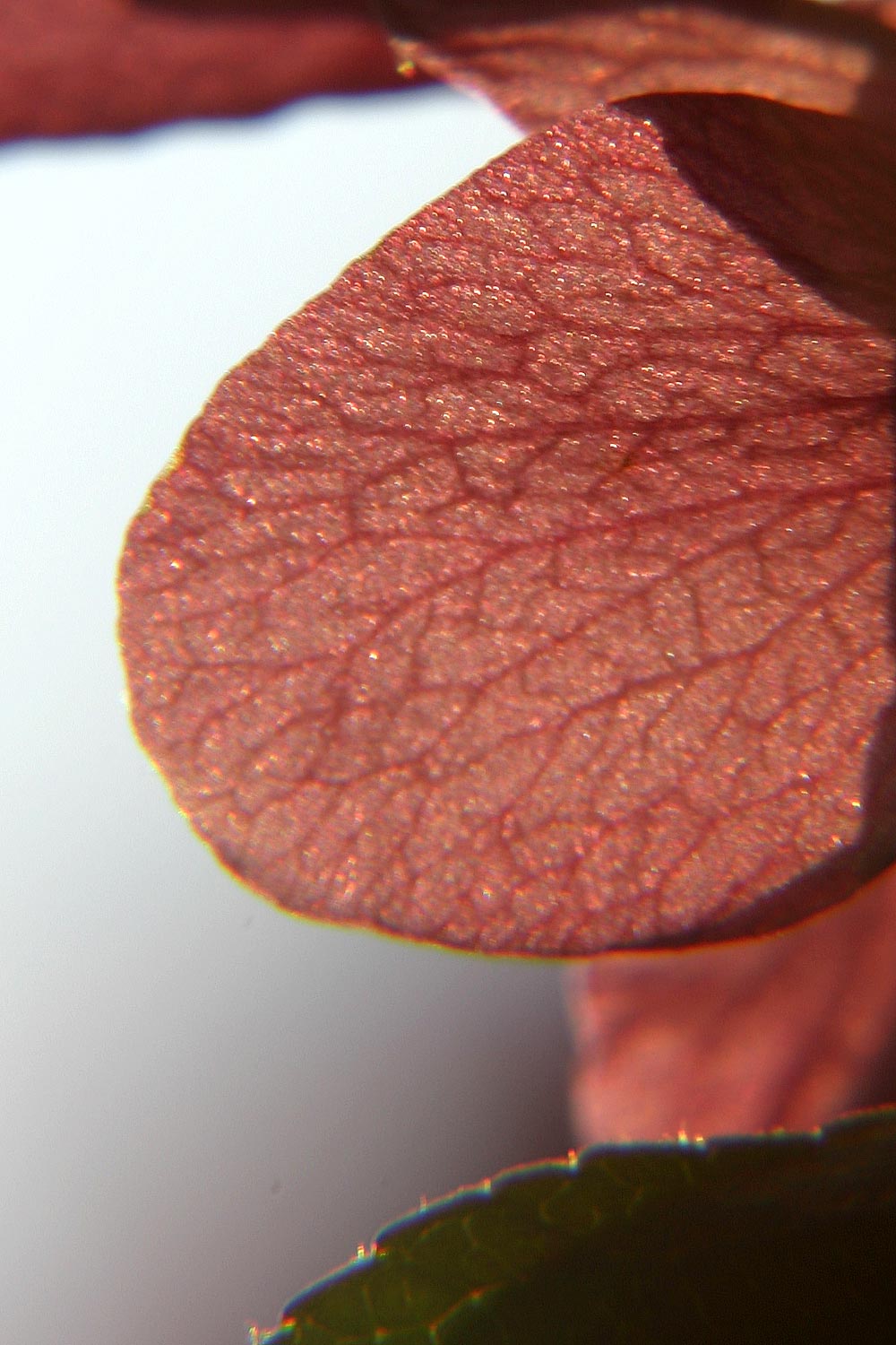 Fotografie von chortler für DesignCrowd (Community Contests) | Design #9087642