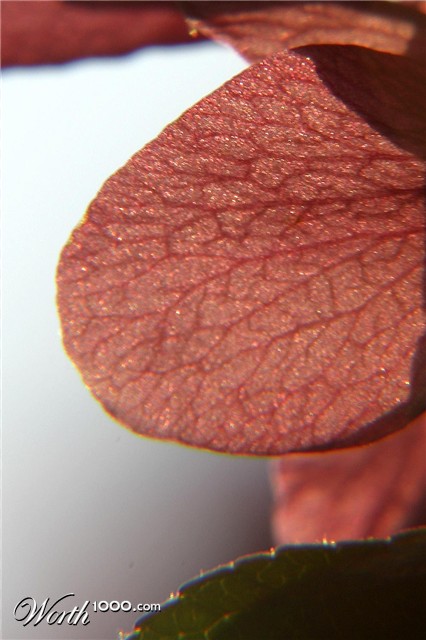 Photography by chortler