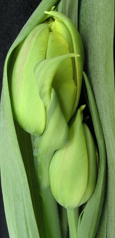 Photography by mzmzmzmz for DesignCrowd (Community Contests) | Design #9084114