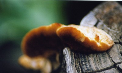 Photography by padoopie for DesignCrowd (Community Contests) | Design #9087754