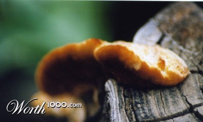 Photography by padoopie