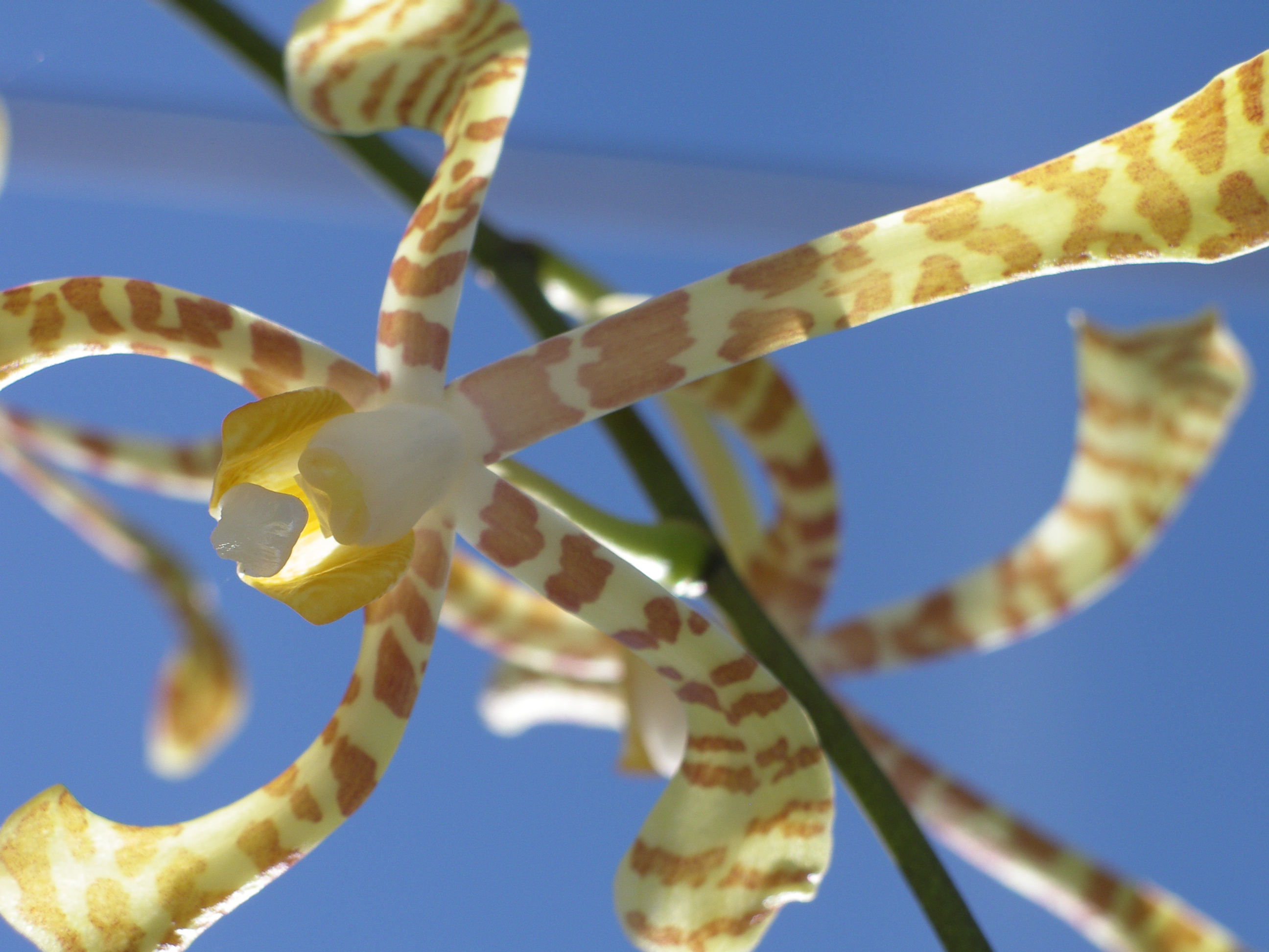 Photography by julianneovie for DesignCrowd (Community Contests) | Design #9087682