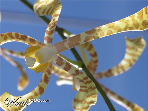 Photography by julianneovie