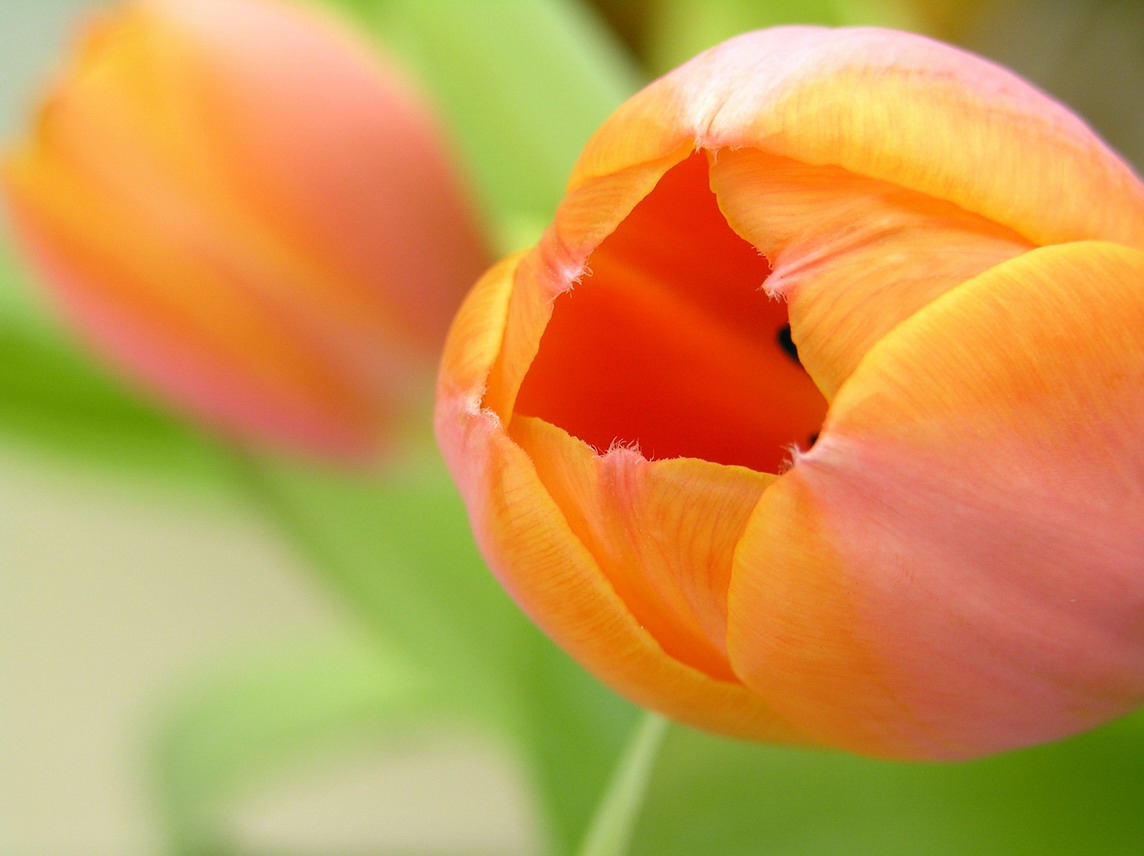 Fotografía por virtualstrauss para DesignCrowd (Community Contests) | Diseño #9087703