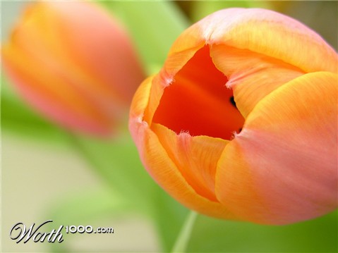 Photography by virtualstrauss