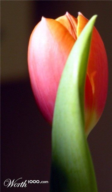 Photography by virtualstrauss