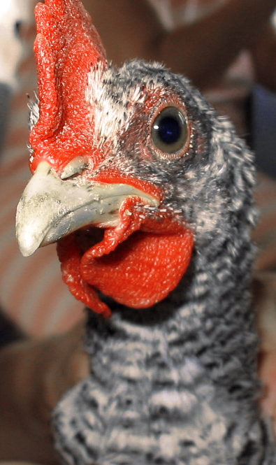 Fotografía por michellu para DesignCrowd (Community Contests) | Diseño #9087721