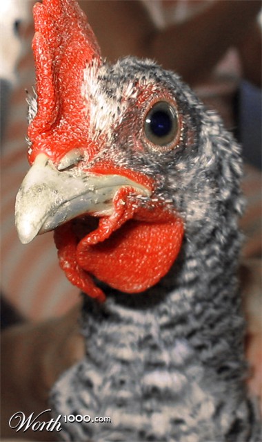 Photography by michellu