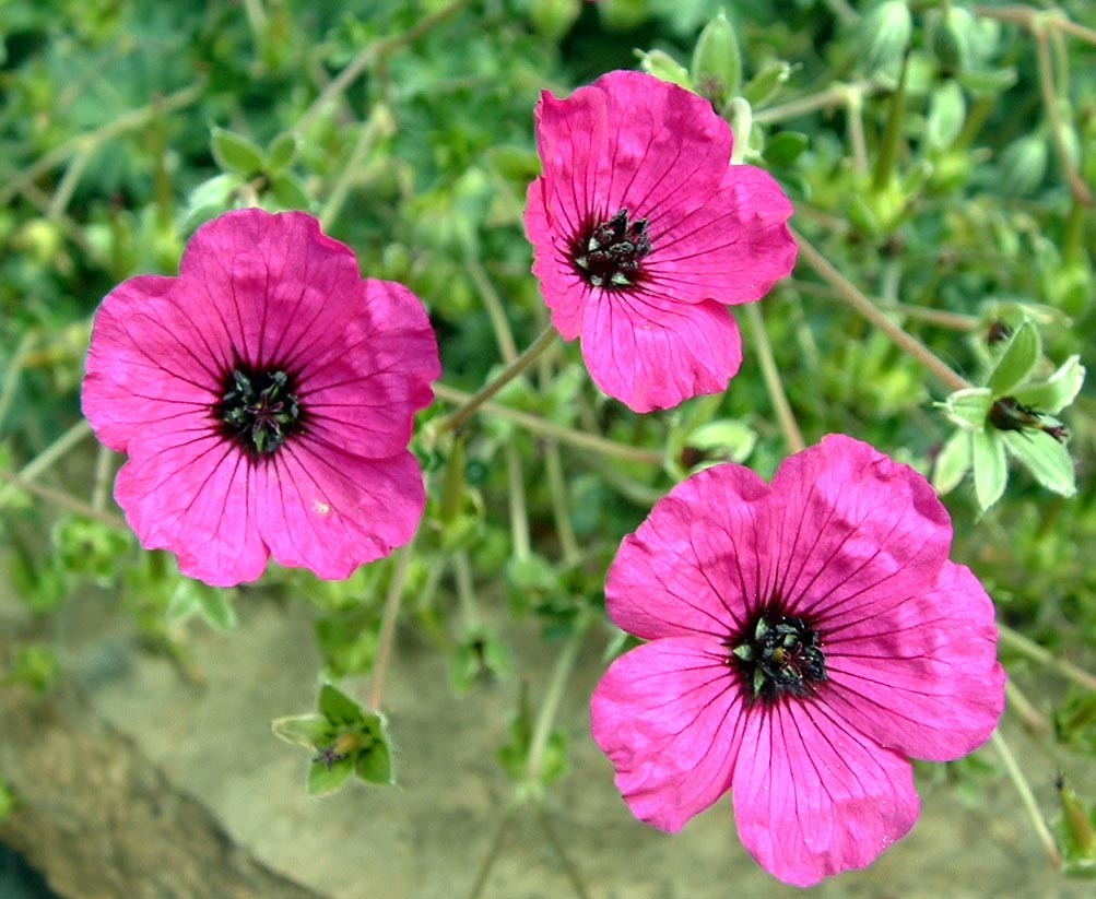 Fotografie von johnnymaxwell für DesignCrowd (Community Contests) | Design #9087690