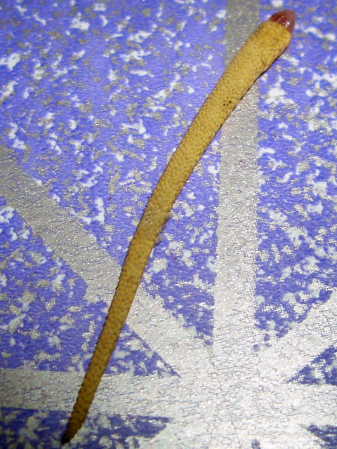 Photography by vipez for DesignCrowd (Community Contests) | Design #9087765