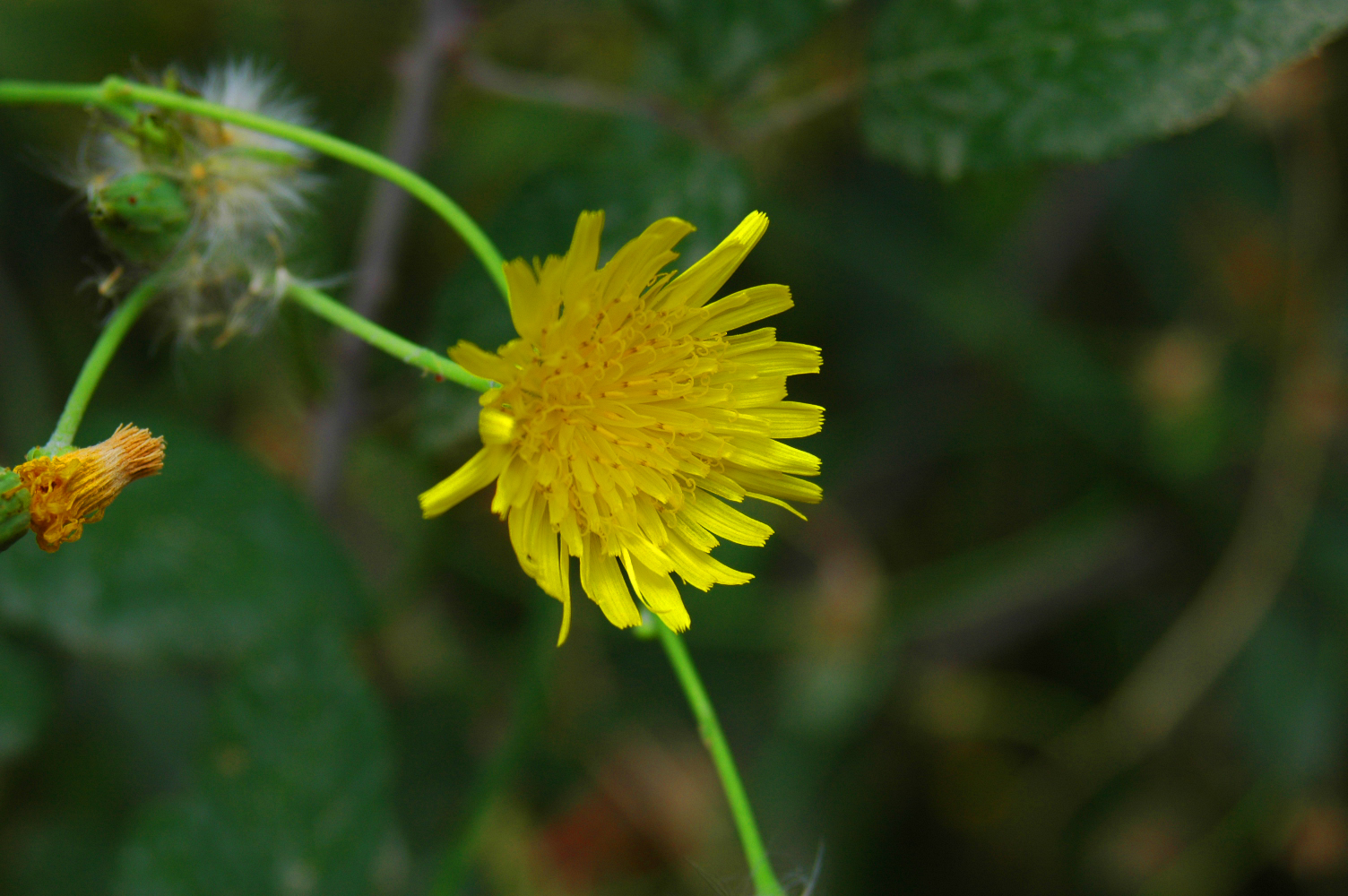 Photography by stoitchtkov for DesignCrowd (Community Contests) | Design #9087934