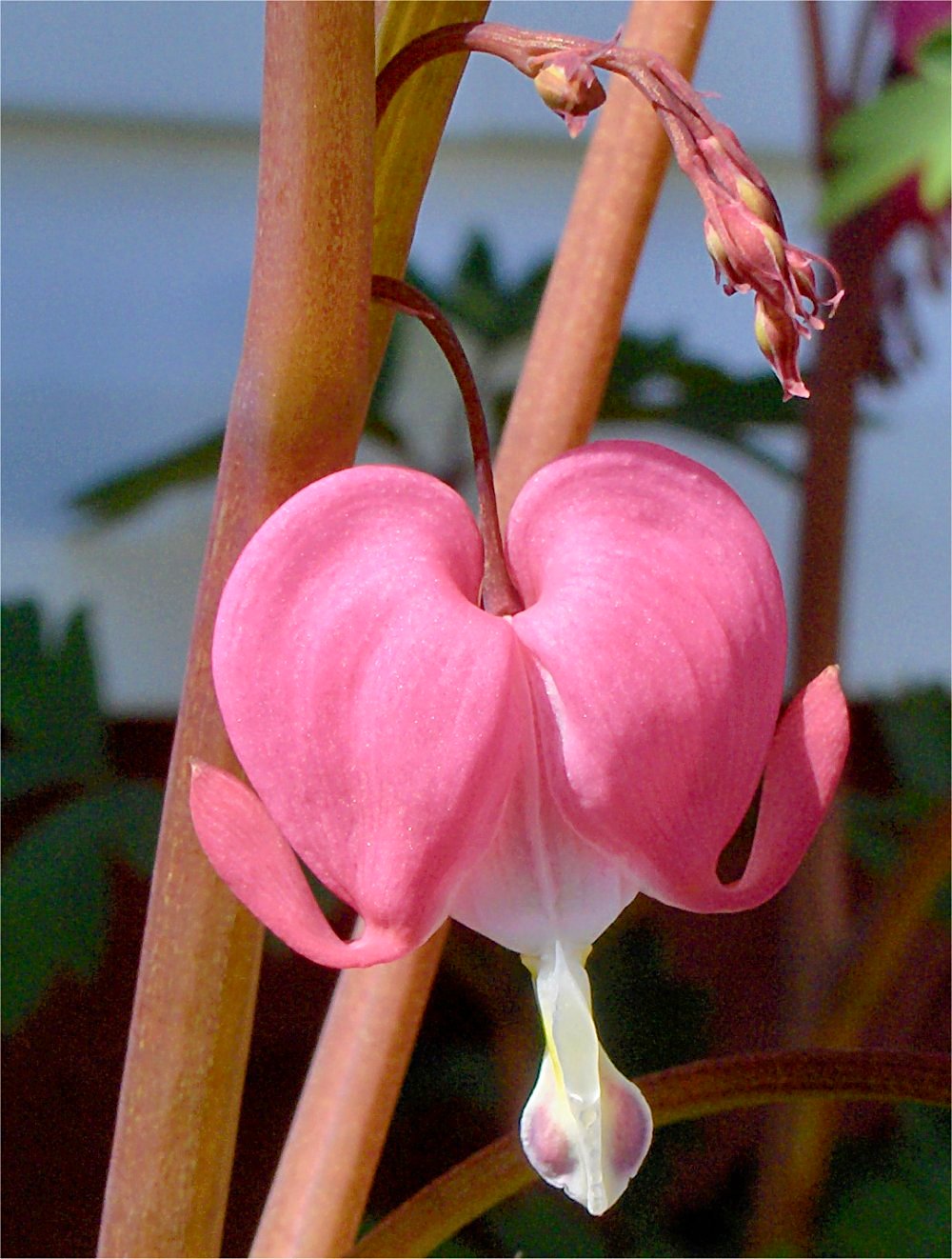 Photographie par razzberry pour DesignCrowd (Community Contests) | Design #9087816