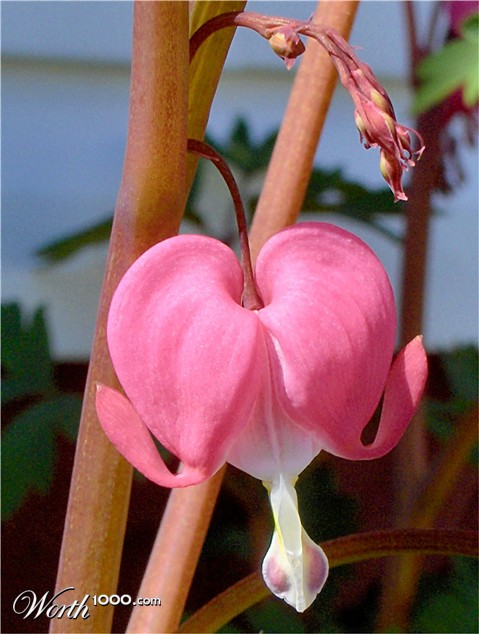 Photography by razzberry