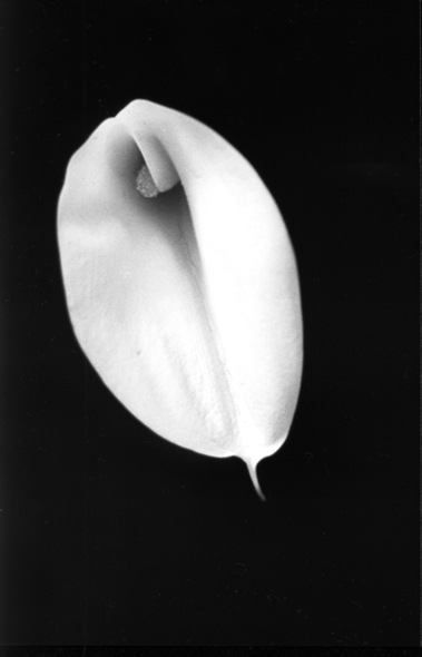 Photography by funcky for DesignCrowd (Community Contests) | Design #9089528