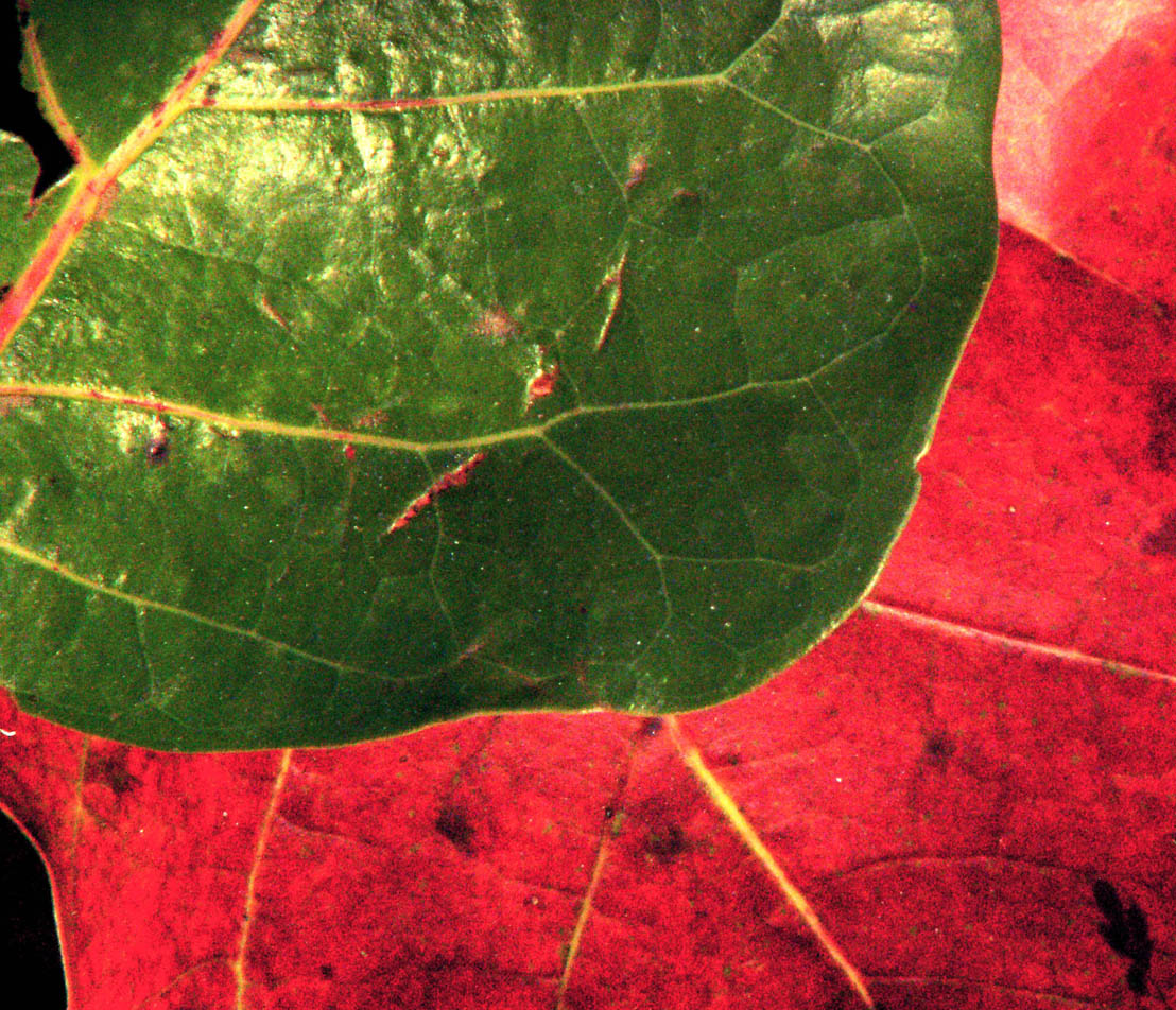 Photography by Ronbrandt for DesignCrowd (Community Contests) | Design #9087861