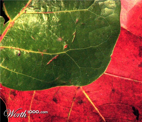 Photography by Ronbrandt