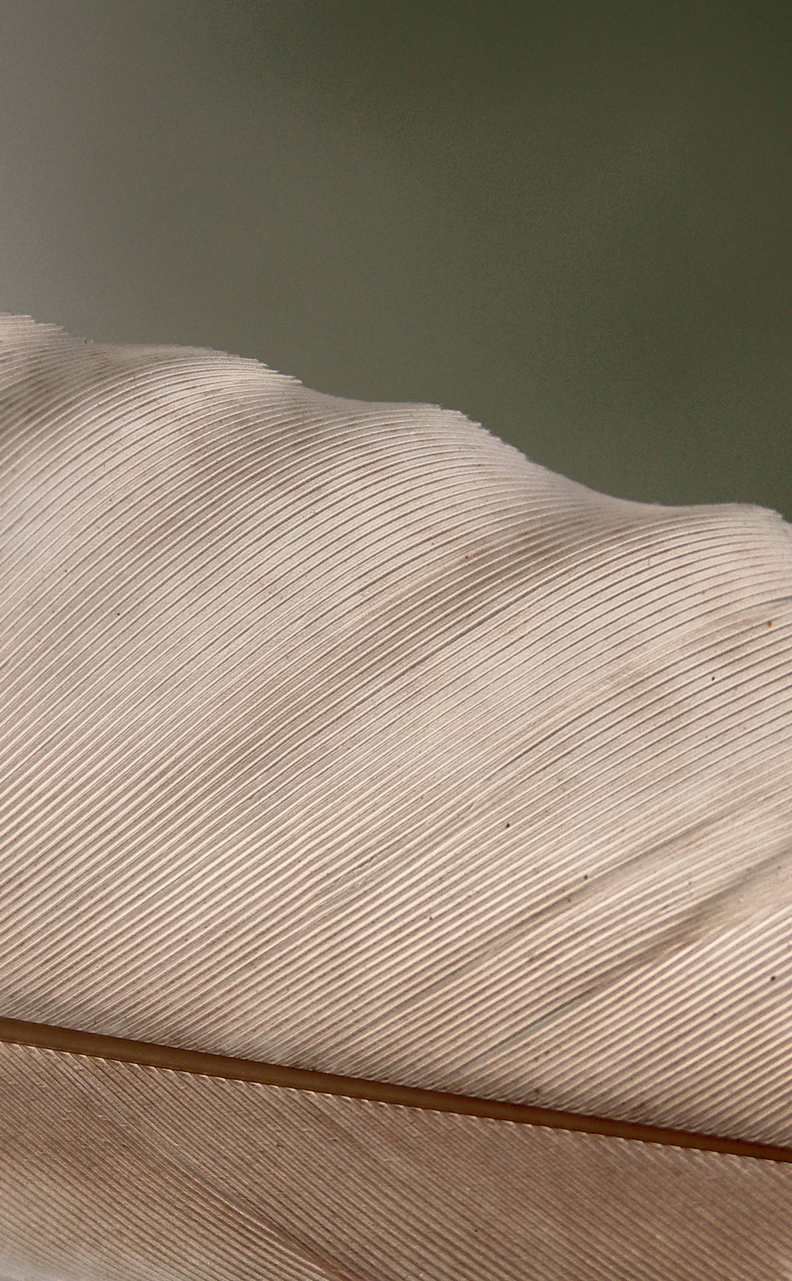 Fotografie von Xported für DesignCrowd (Community Contests) | Design #9087845