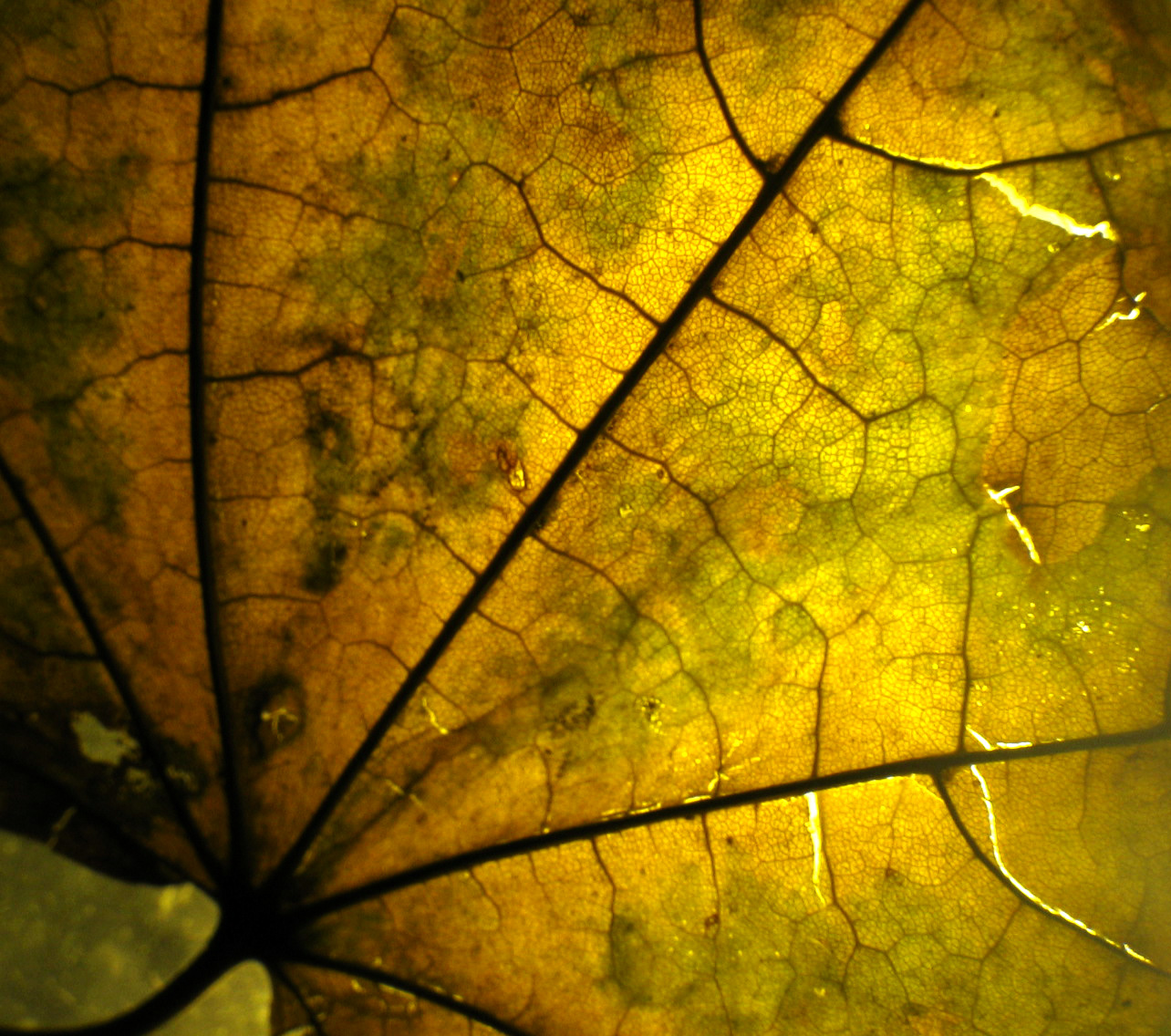 Fotografie von molusco für DesignCrowd (Community Contests) | Design #9087767