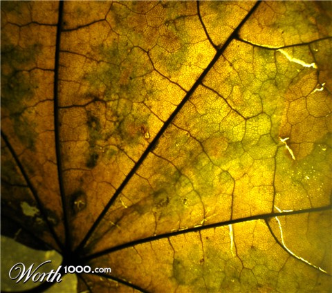 Photography by molusco