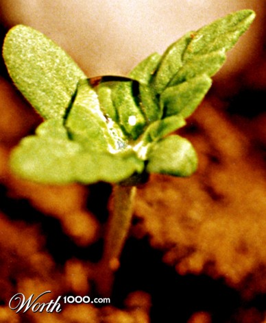 Photography by strown