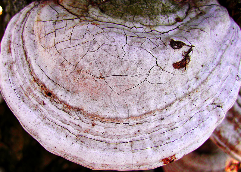 Fotografía por theduffman para DesignCrowd (Community Contests) | Diseño #9087879