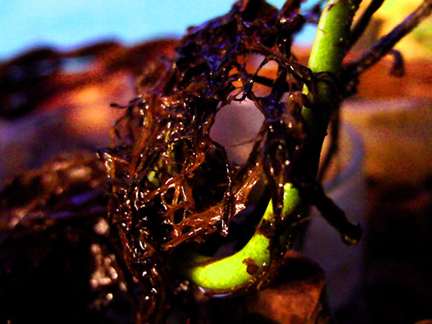 Photography by PaulC44446 for DesignCrowd (Community Contests) | Design #9083830