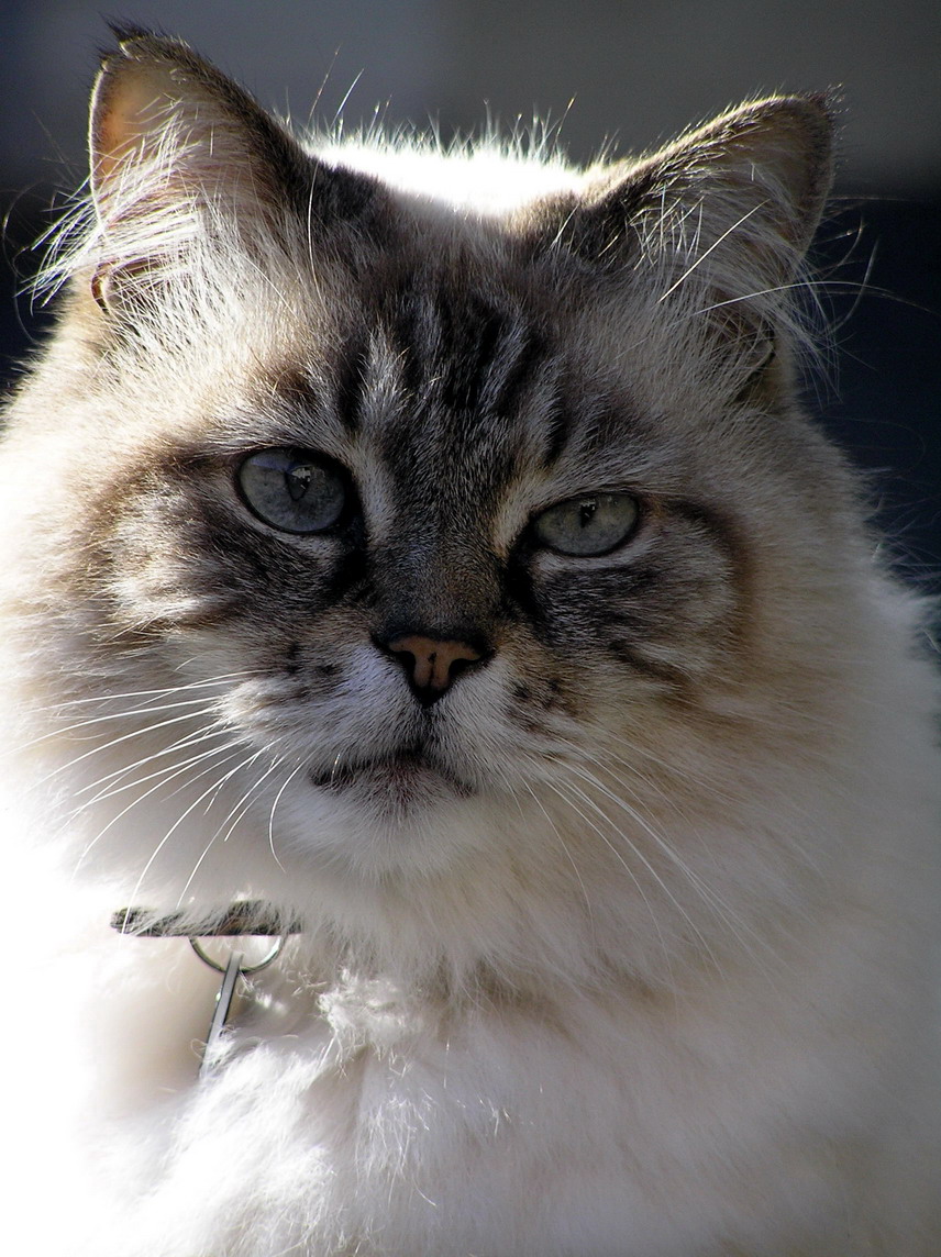 Fotografía por virtualstrauss para DesignCrowd (Community Contests) | Diseño #9085539