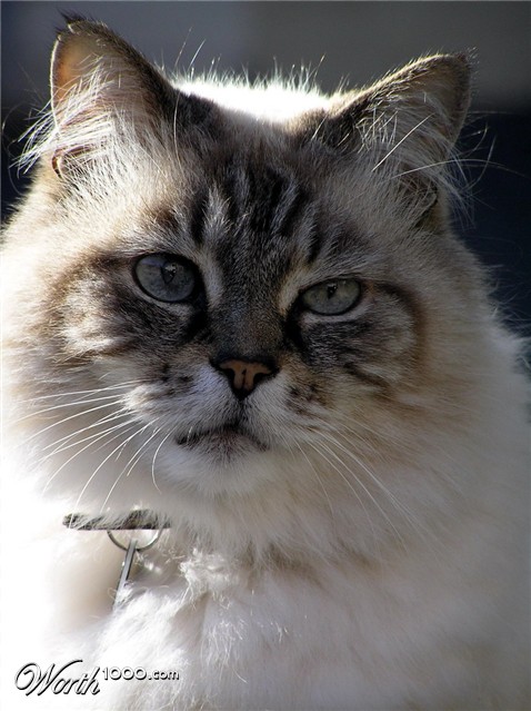 Photography by virtualstrauss