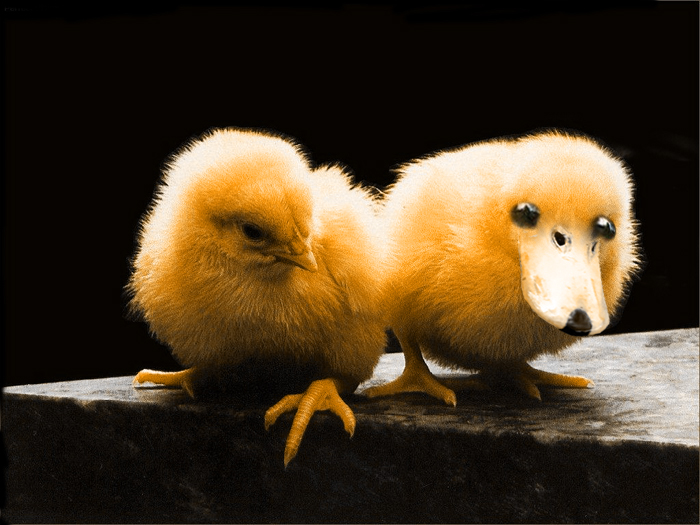 Photoshop Design by SkiDesignS for DesignCrowd (Community Contests) | Design #9081384