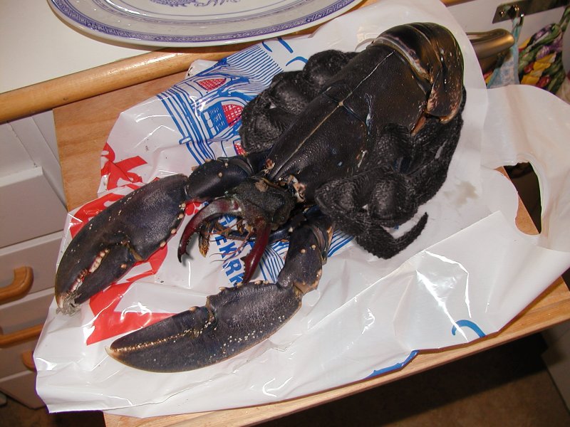 Design Photoshop par Stormdancer pour DesignCrowd (Community Contests) | Design #9081380