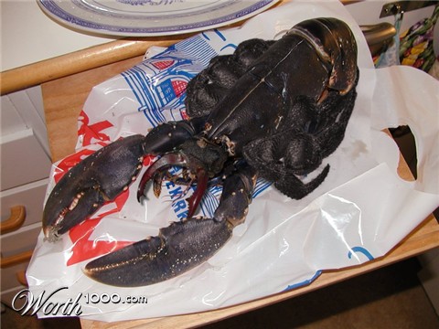 Photoshop Design by Stormdancer