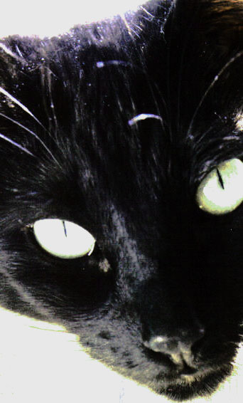 Photography by faeriefly__ for DesignCrowd (Community Contests) | Design #9085593