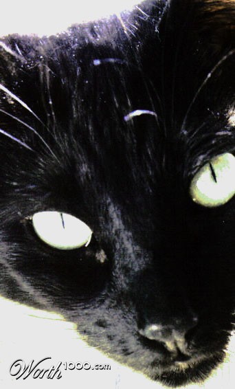 Photography by faeriefly__